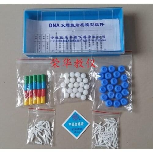 DNA Double Helix Model Component High School Biology Experimental Equipment DNA structure model