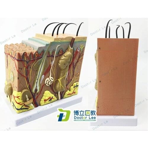 Skin Model 50X Enlarged Anatomical Model Anatomy for Science Classroom Study Display Teaching Medical Model