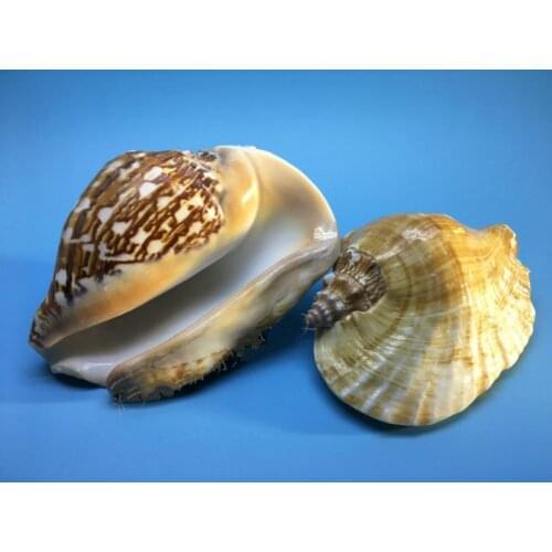 Decoration wedding scenery seashell craft natural seashell