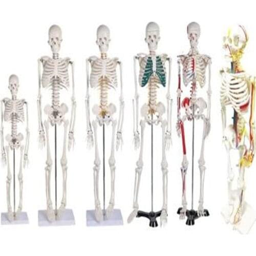 Human Skeletal Model With Removable Muscles Spine 1: 1 Medical Whole Body Simulation Art