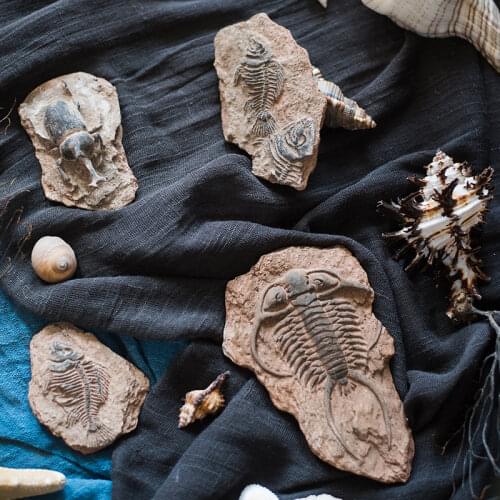 Prehistoric Fossil Series Refrigerators with Fish Bone Beetles and Marine Life Art Decorative Ornaments Home Decoration