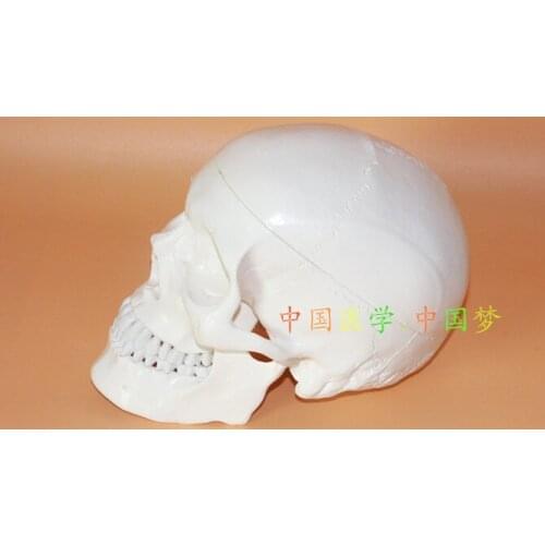 1:1 high quality adult human skull model Art & medical use free shipping