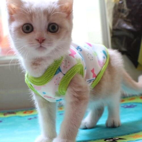 [MPK Store] 2018 New Design Cat Hoodies, Cute Cat Vest in 3 Designs, Get all 3 Colors