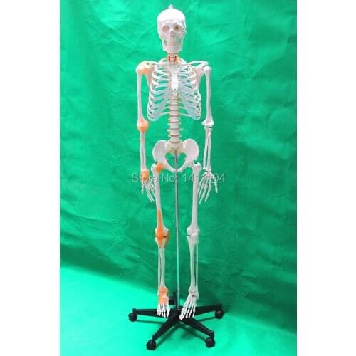 Free shipping&life - size human bone skeleton model,170cm human skeleton model with ligament,Whole human bone Medical teaching