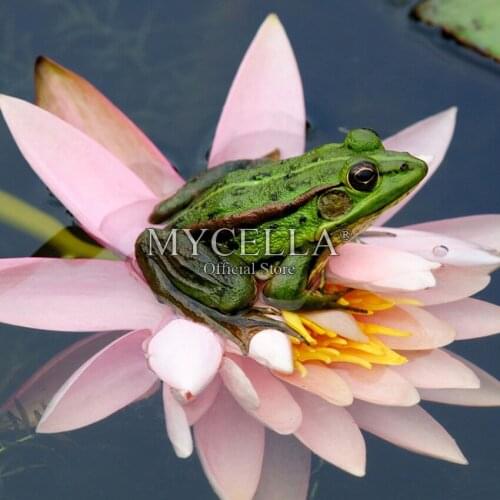 5D DIY Diamond Painting Cross Stitch Flowers Crystal Full Round Mosaic Diamond Embroidery Frog Home Decor Needlework Crafts