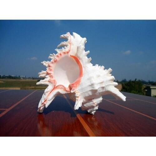 HappyKiss Natural thousand screw conch shell manual screw natural platform household decorates a wall post wedding arrangeme