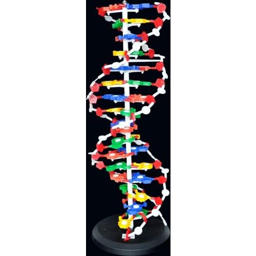 60cm DNA Structure DIY Model Base Pair Genetic Gene DNA Dna Double Helix Models Biology Teaching Educational Equipment Supplies