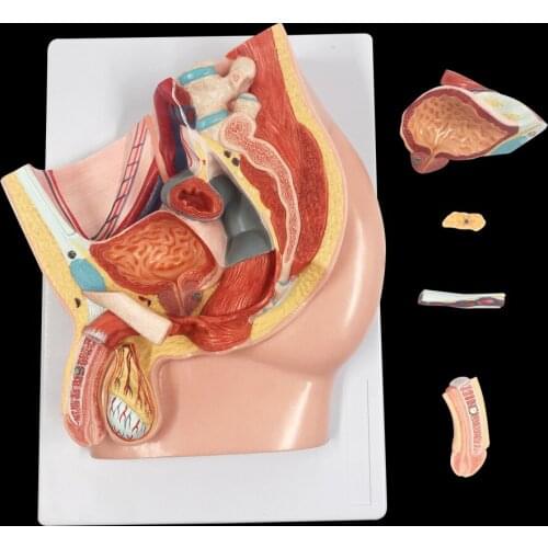 BOLI/ Medical supplies Male Pelvis Anatomy Model 5 Parts Anatomical Section Model for Students Teaching