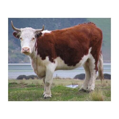 ORIGINAL art COW PAINTING - TOP art oil painting-36 inch art painting #TOP animal Decor ART OIL PAINTING ON CANVAS