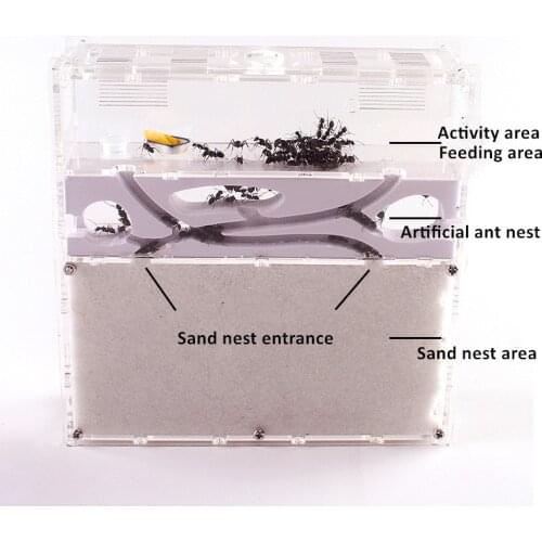 Ant Acrylic Combo with Hybrid Sand Nest Ant Farm Formicarium for Ant Housing