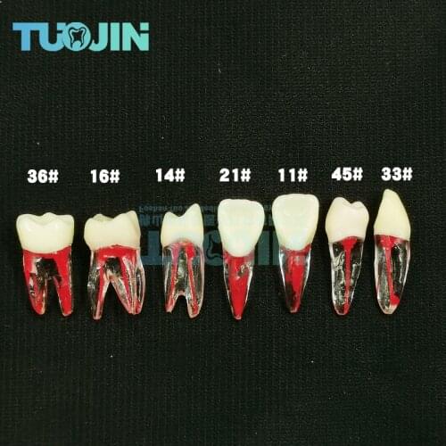 2pcs Dental root canal teeth model dentist tool dental endodontic model for student practice