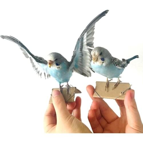 Taxidermy Stuffing Eurasian Blue Colour Melopsittacus Undulatus / Budgerigar Budgie Parrot Specimen Teaching / Decoration