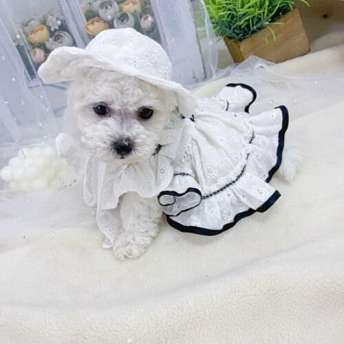 Cat Dog Wedding Dress Chihuahua Clothes Miniature Pinscher Pomeranian Yorkshire Puppy Costume Poodle Bichon Schnauzer Clothing