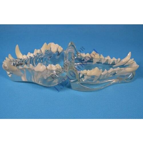 Dog tooth jaw veterinary Animal bones Dissection model free shipping