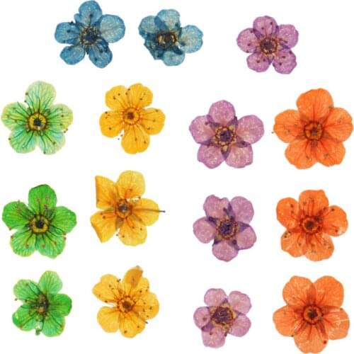 15 Pieces Natural Real Dried Flowers Embellishments for DIY Nail Art Jewelry Making Crafts DIY Pendants Charms