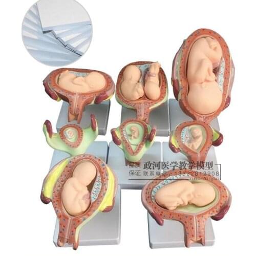 8 pieces pregnancy embryonic development model foetus formation and development process display fetus