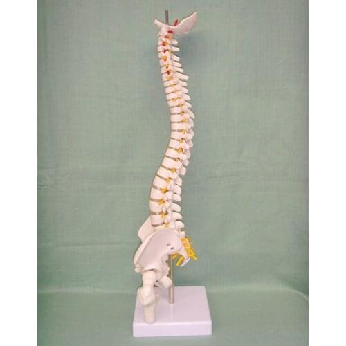Anatomical 45cm Human Spine Model Human Lumbar Anatomy Supplies Spinal Models Demonstration for School Teaching Display