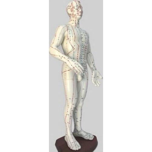 60CM English-chinese human acupuncture model body acupuncture points model Meridian (English)