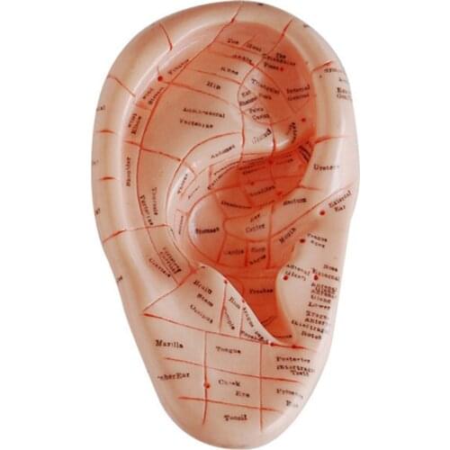 English Version Ear Pins Auricular Application Model Ear Acupuncture Points Model