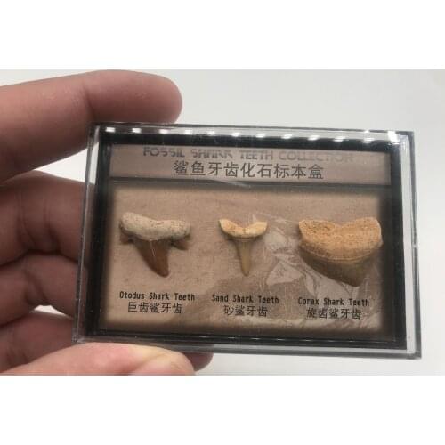 Shark tooth Fossil Specimen Natural Stones Decoration Marine Science Teaching Materials hot