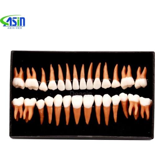 High Quality Dental Oral 28 PCS Adult Permanent Teeth Models Full month Dental gift Communication Tooth Models Odontologia