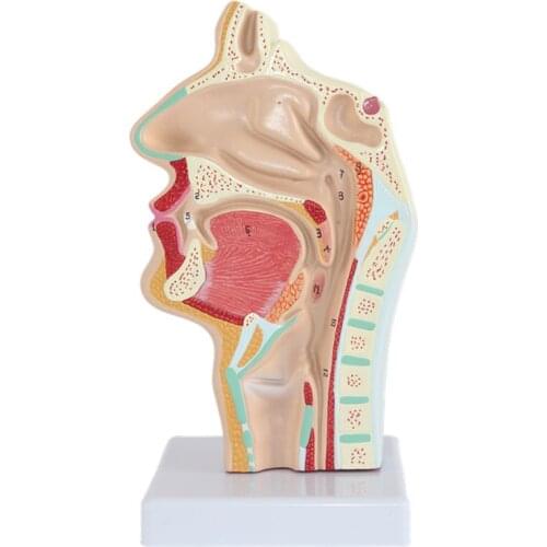 1:1 Human Anatomical Nasal Cavity Throat Anatomy Medical Pathology Model Anatomy Skull Sculpture Head Body Model Muscle Bone
