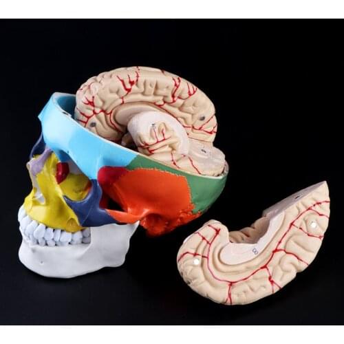 1:1 Scale Colorful Human Adult Head Model with Brain Stem Anatomy Teaching Tool Supply