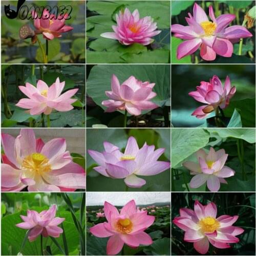 Plant Diamond Painting Lotus Mosaic Embroidery Lotus Seed Cross Stitch 5D Diy Inlaid Home Decoration Handmade Gift