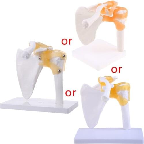 39XD Functional Anatomical Life Size Human Anatomy Skeleton Shoulder Joint Bone Muscle Model For Teaching Study Tool