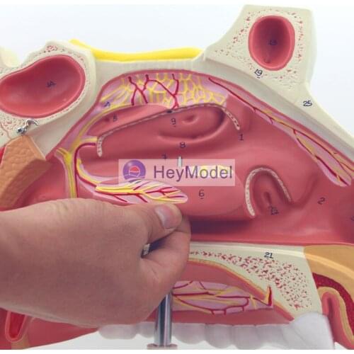 HeyModel Nasal Cavity Anatomy Model