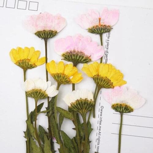 Chrysanthemum / Daisy Dried Colorful Flowers Handmade Crafts For Festive / Party Decoration 100 Pcs
