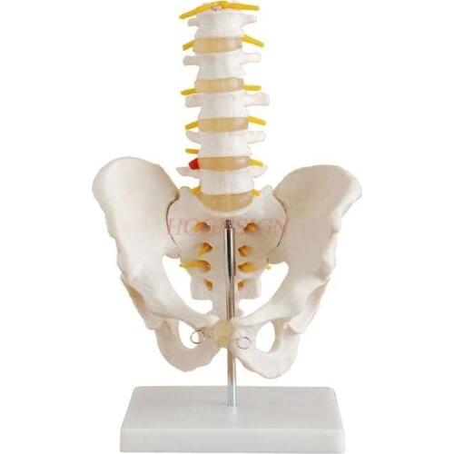 Pelvis with five-section lumbar vertebra joint model Skeletal nerve structure Hip coccyx structure mold Pelvic model