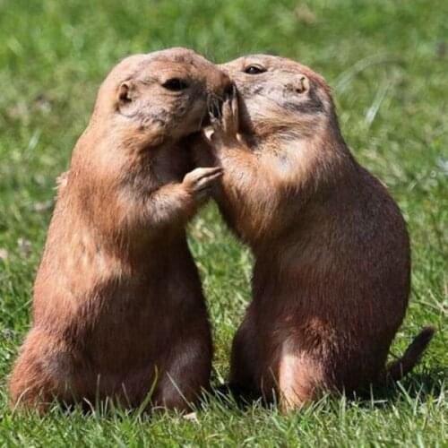 5d full drill diamond painting Groundhog couple diamond painting Male baby peeing photo Home Decoration DIY Diamond embroidery