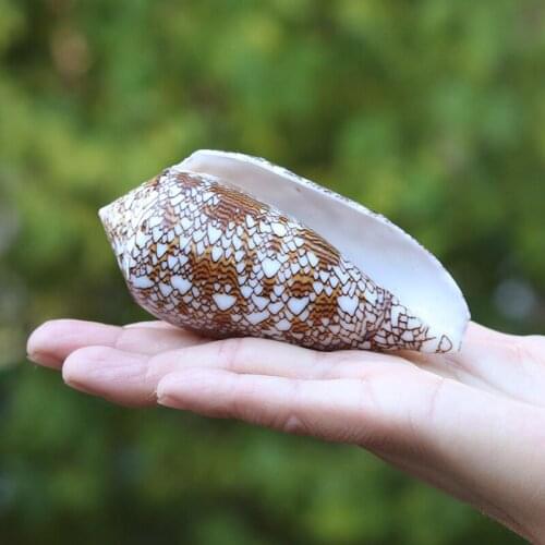 New Vase Screw Weaving Conch Natural Conch Shell Aquarium Decoration Mediterranean Decoration Creative Micro-landscape Specimens