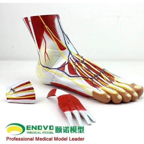 Acupuncture ankle foot ankle joint. Anatomy of the foot and ankle