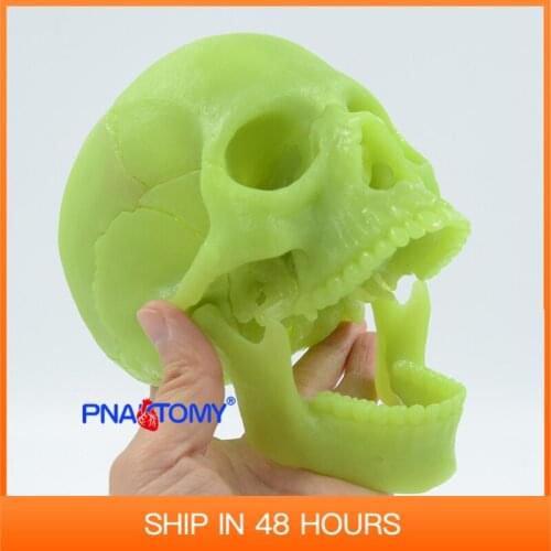 4D MASTERFluorescent Explosive Skull Model Detachable DIY Skeleton 17 Parts 1:2 Size Educational Equipment Human Anatomical