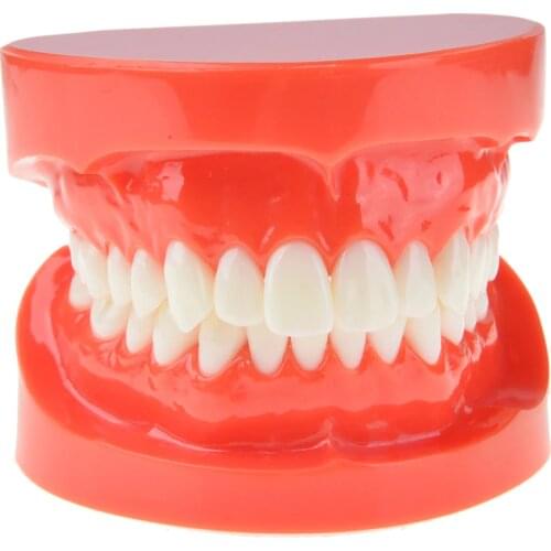 Dental Prosthesis Teeth Model Jaw Standard Typodont Demonstration Denture Teaching Model Dental Simulator Technician Tools