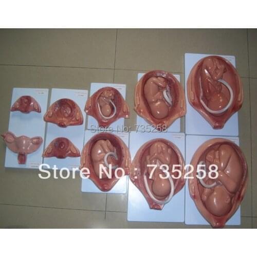 Ten months embryo development model ,Pregnancy Fetal Development Process Model