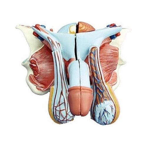 Senior male internal and external genital model male reproductive system Anatomy model 5 parts