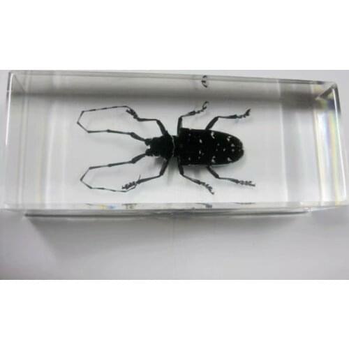 FREE SHIPPING Discount Sale Creative NO 7 Style Specimen Books Tools Home Decorative Gift