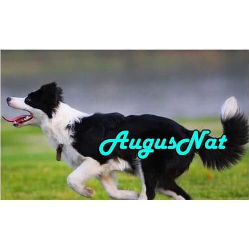 Running dog diamond painting border collie daimond embroidery picture diamant mosaic stickers animals diamand art new arrivals