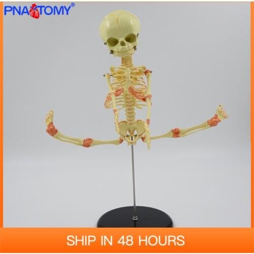 Infant skeleton model 37cm Baby movable Research Model Skeleton Anatomical Teaching Study Display