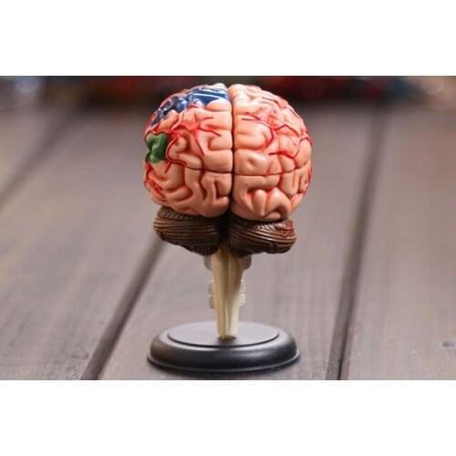 4D master Human brain model structure model assembled Anatomy dimensional model 32pcs set free shipping