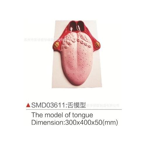 Tongue model tongue anatomy model medical teaching model Tongue demonstration model