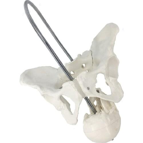 Female Childbirth Pelvis Anatomy Model Medical Science Teaching Resources Drop Shipping