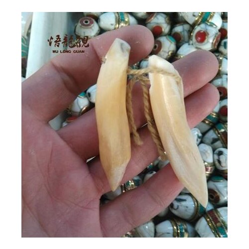 Original ecological unprocessed wild boar dental pendant pendant genuine product processing car hanger inlaid wild pig tooth or