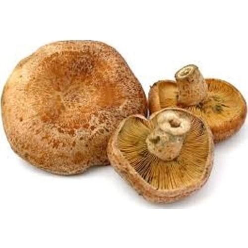 Игрушки для животных Evde Mantar China At AliExpress