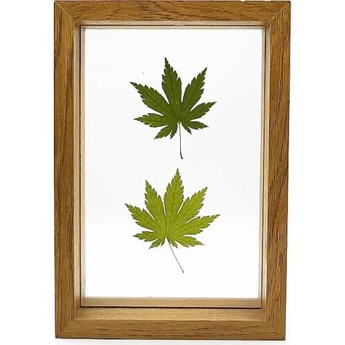 24pcs,Natural Pressed Maple leaves Real Dried Flower for DIY Art Craft Bookmark Valentines Gift Decoration DIY plant specimens