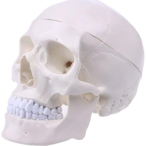 Human Anatomical Anatomy Head Skeleton Skull Teaching Model School Supplies Study Tool Halloween Bar Ornament Dropshipping