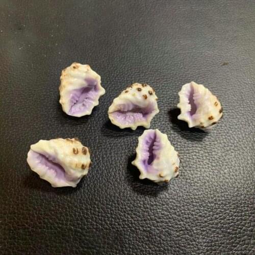 10pcs Rare Natural Conch Shell Specimen Collection Snail Shell Seashells Sea Accessories